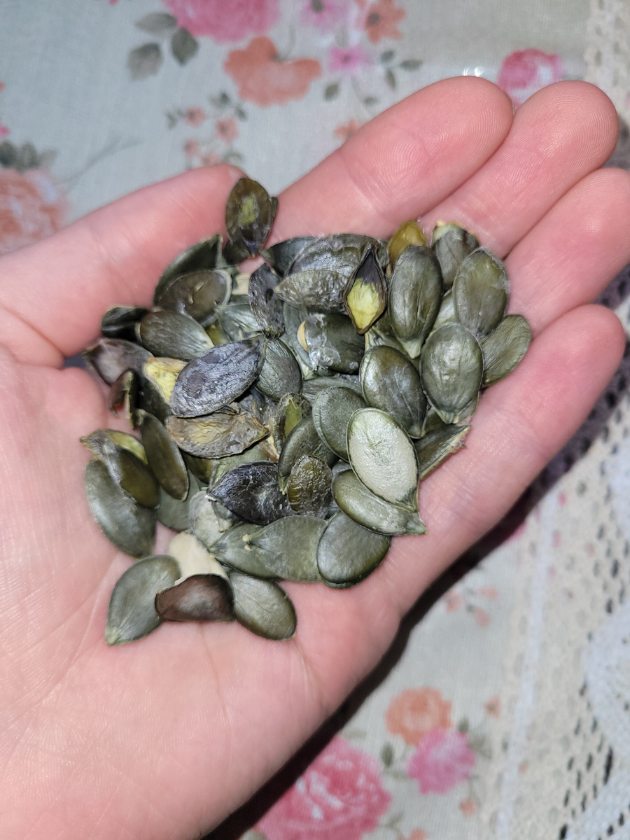 Голосемянные тыквенные семечки