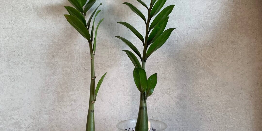 Как заставить саженцы замиокулькаса быстро нарастить корни – подсказала читательница