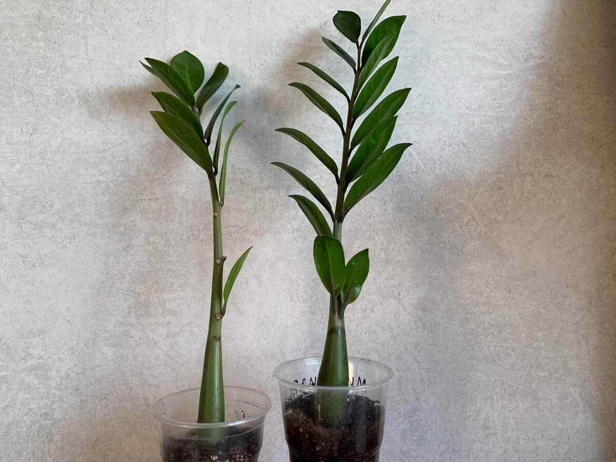 Саженцы замиокулькаса растут почти год. Корни при пересадке были. Но наращивают их слабо. Теперь я знаю, как ускорить их рост. Фото автора 