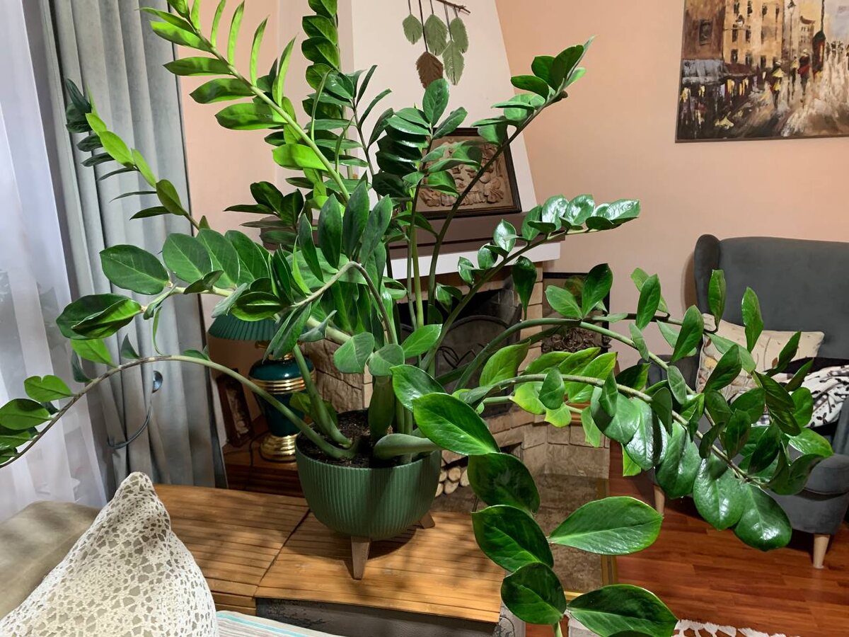 Хотела продать свой замиокулькас почти даром. А потом пожалела о своем решении🤣 Покупательница тоже пожалела о своем решении купить и спустя сутки отказалась от покупки. Я вздохнула с облегчением🤣 Мы опять вместе. Фото автора 