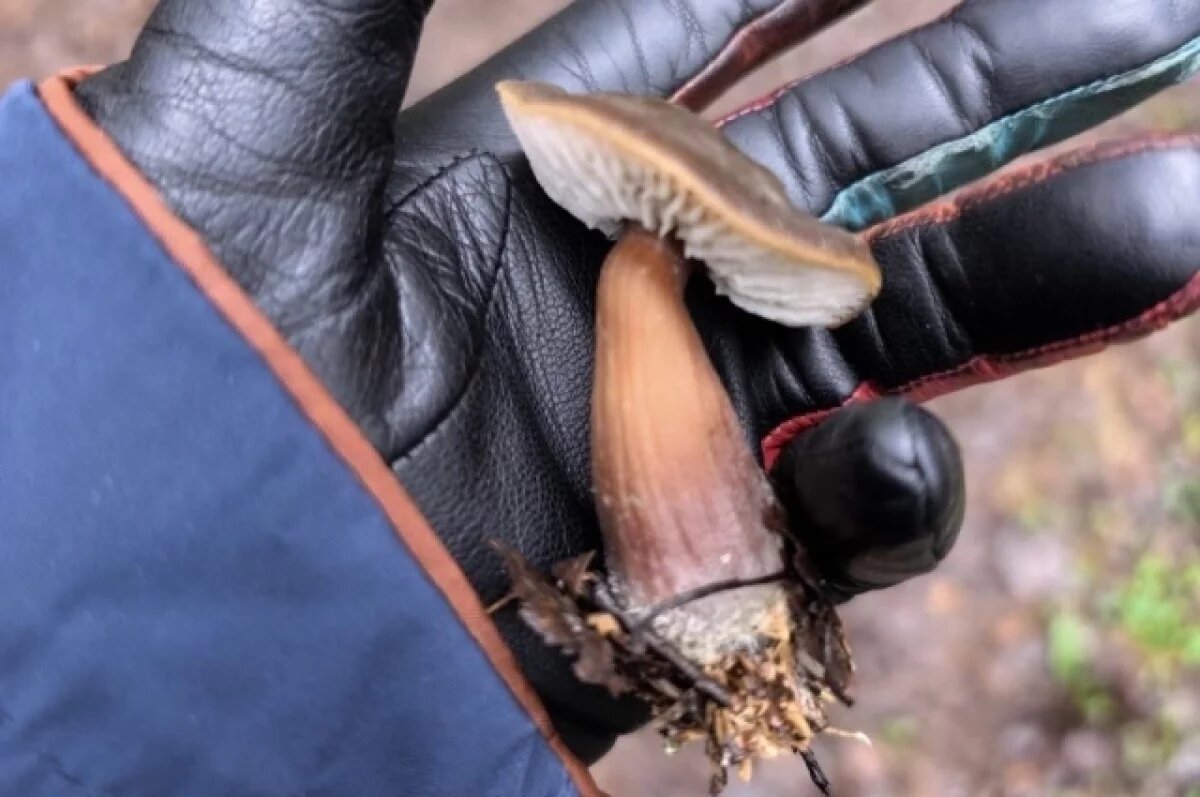    Новосибирский миколог прогнозирует богатый урожай грибов весной