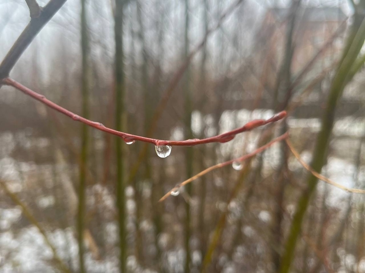    из архива редакции