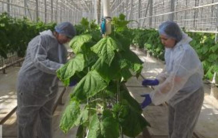    Фото: Россельхознадзор РФ