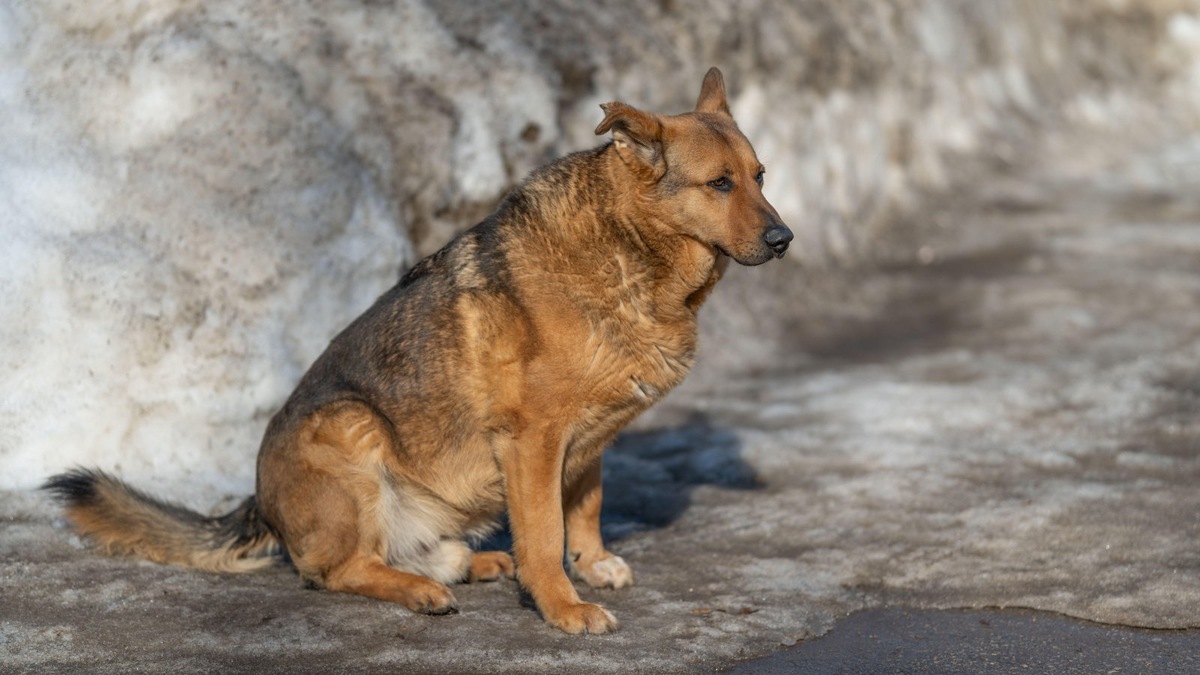    Фото несет иллюстративный характер