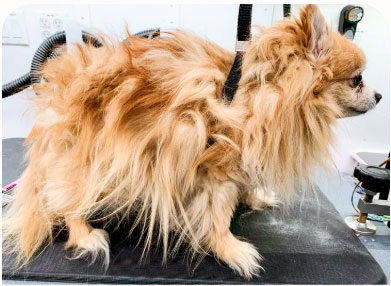 Малыш весь в колтунах