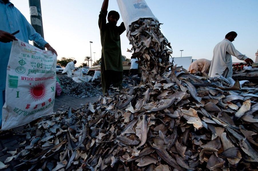Торговцы вываливают сухие акульи плавники на тротуар на рыбном рынке Дубая. Фото: Thomas P. Peschak