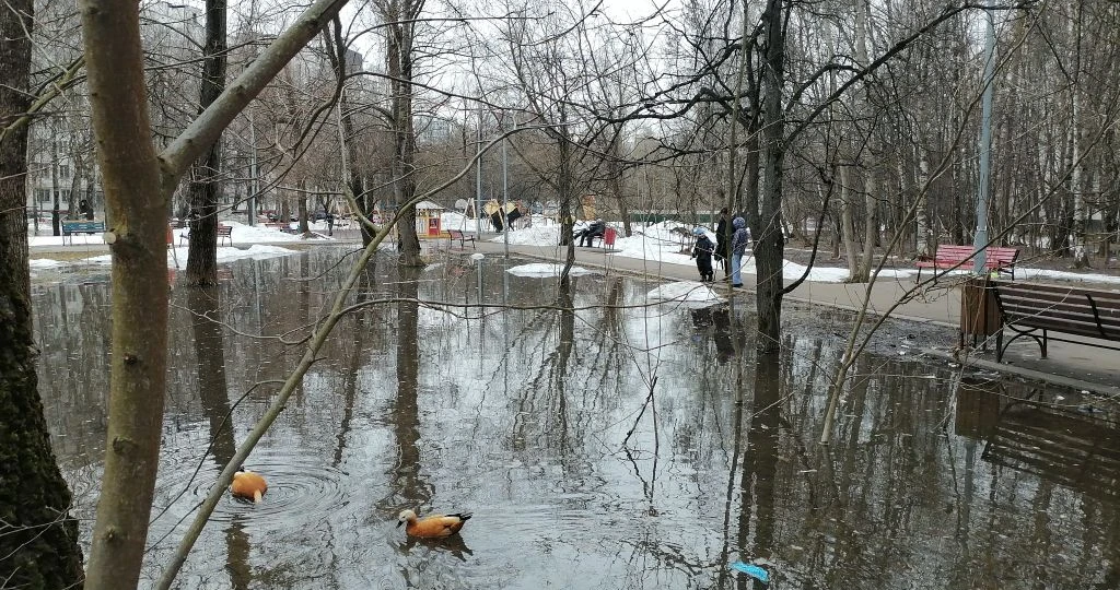 "А из нашего окна лужа с утками видна"