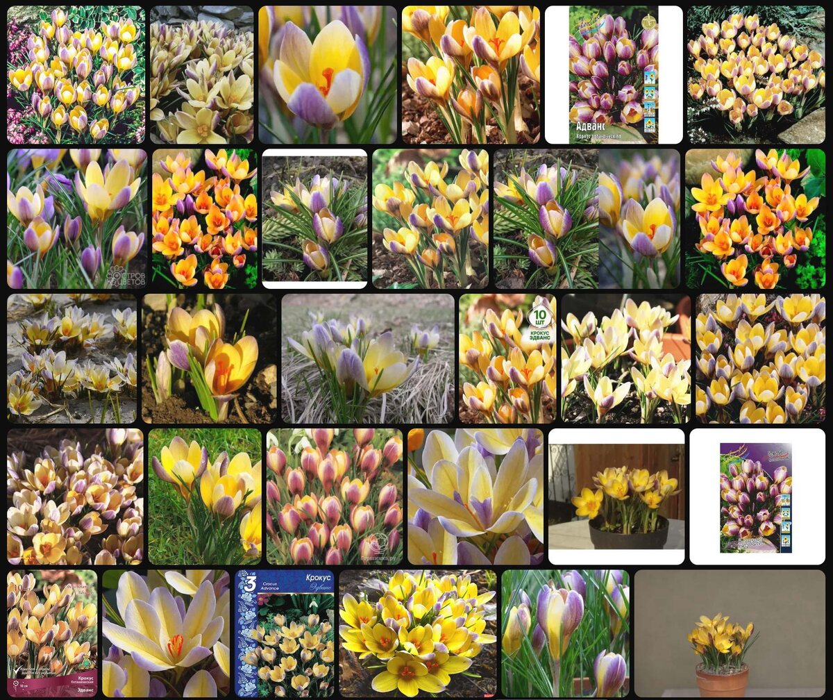 Результаты поиска по запросу 'Crocus Advance' в интернете.