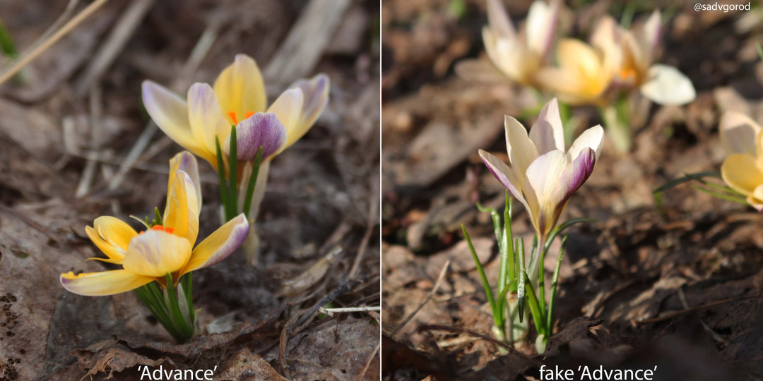 Шафран золотистый (Crocus chrysanthus) 'Advance' — он существует!