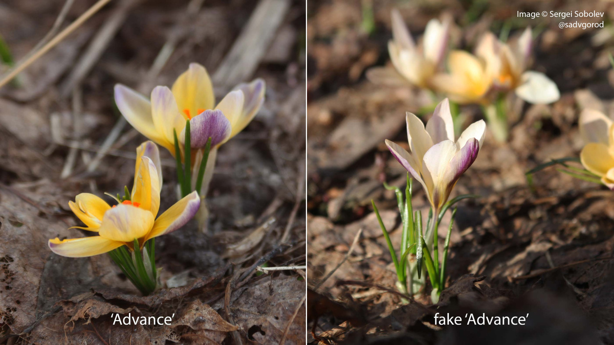 Сравнение двух эдвансов.