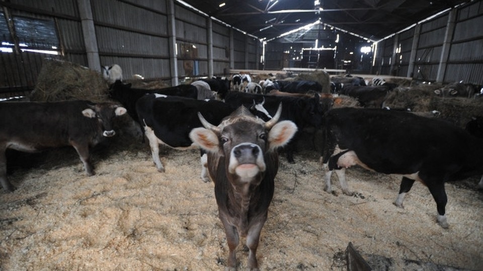 В башкирском селе запретили ввоз и вывоз животных из-за бешенства