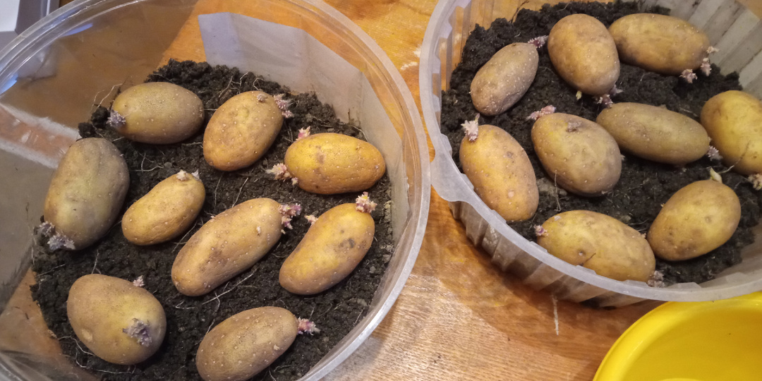 Ранний картофель. Едим с 1 июля.