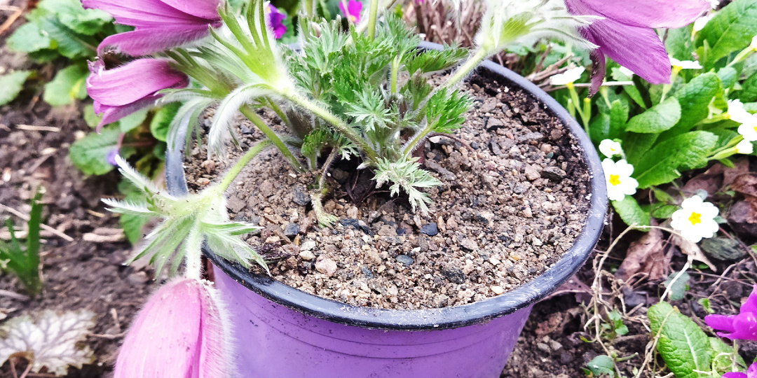 Весна, пора покупать цветы.