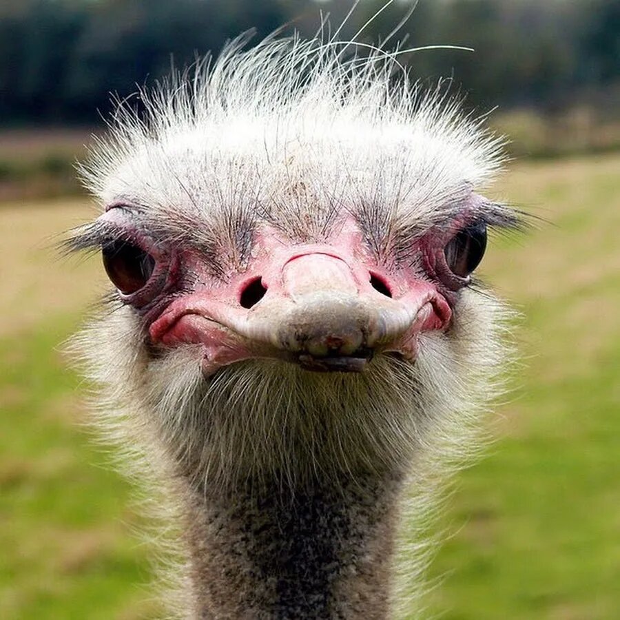 -Но так же не честно! А кого мне тогда пинать???