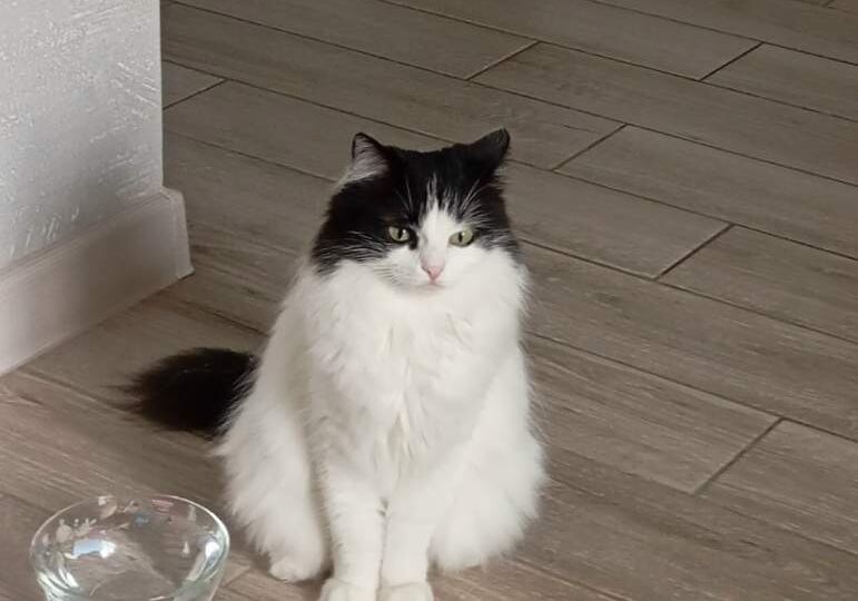 Помогите найти Мусю: кошка с перевязанной лапкой пропала в Шахтах