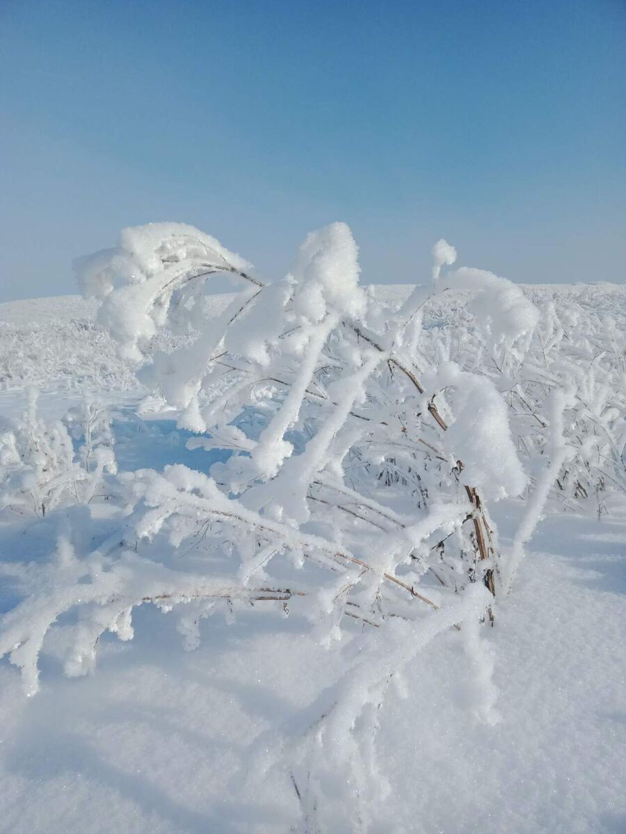 Просто так. Очень красиво на самом деле. Нашла в галерее, и вспомнила, как я вокруг этого красивого сорняка ползала с телефоном, а проезжающие мимо водители смотрели на меня, как на сумасшедшую. Но ведь оно того стоило, правда? 