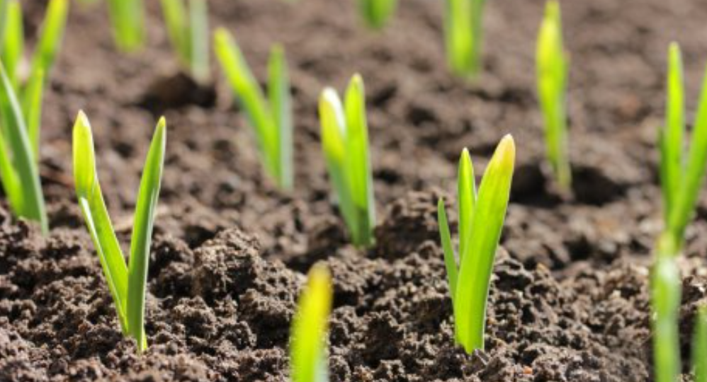 Озимый чеснок после зимы: первая подкормка — самая важная!