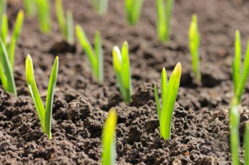  Озимый чеснок просыпается одним из первых — иногда ещё даже когда и снег полностью не сошел. 