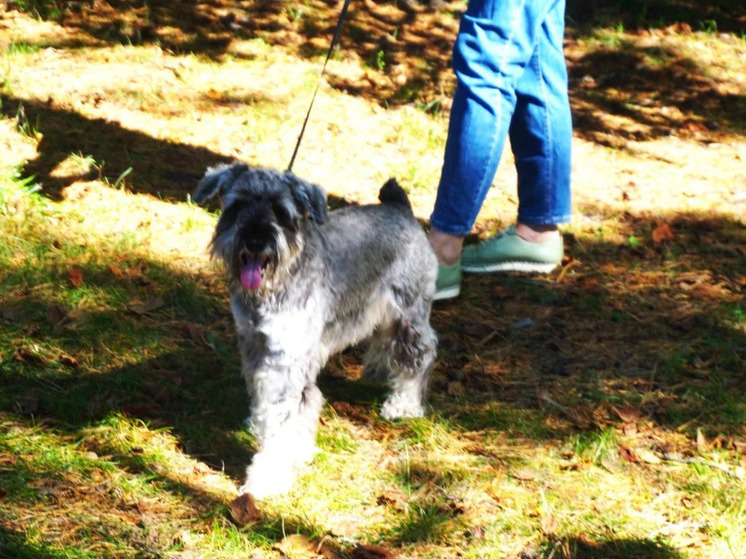     Штрафы за отсутствие регистрации собак введут в Хабаровском крае в 2026 году. Фото: Мария Минчева