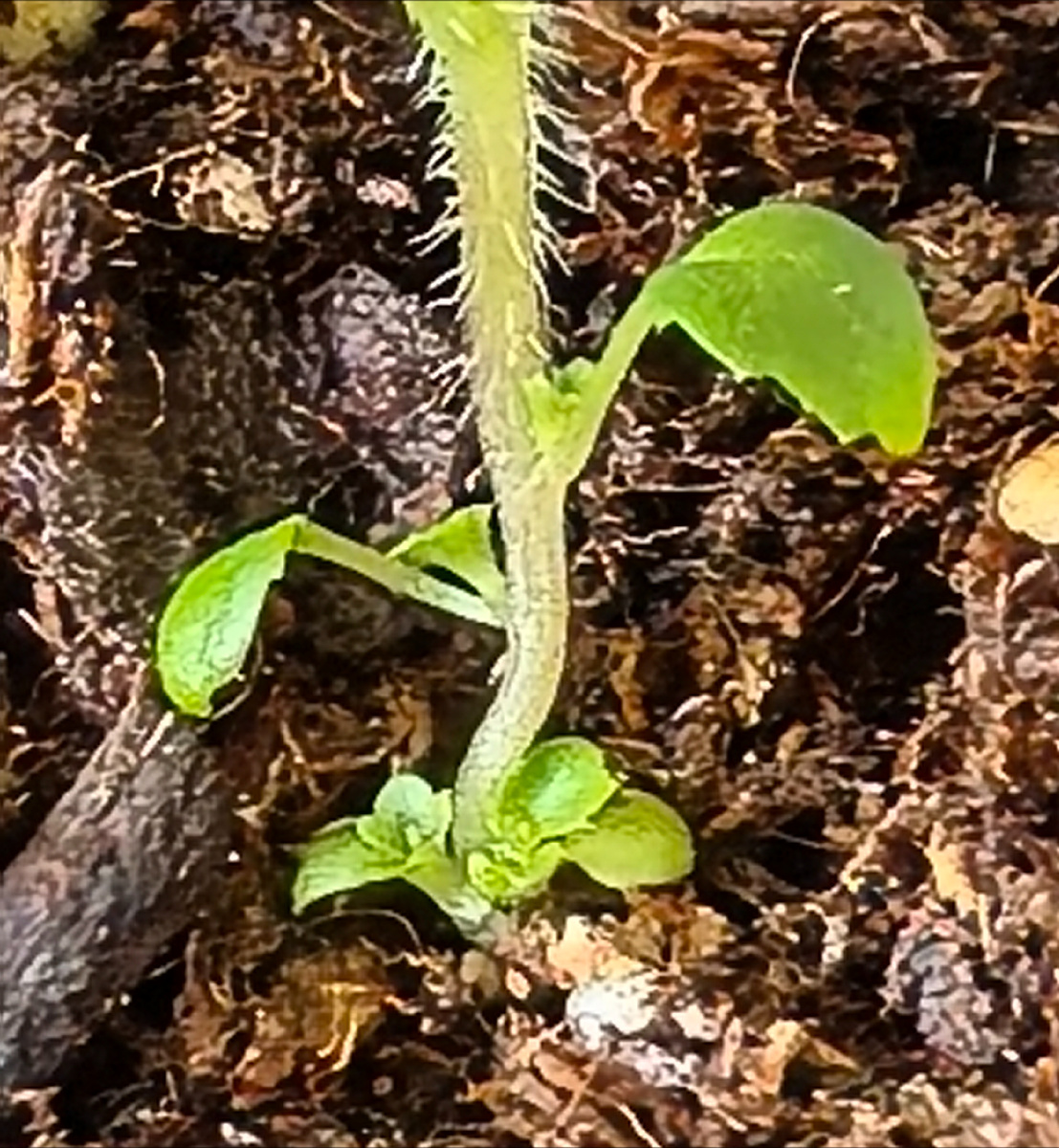 Пасынки крупным планом