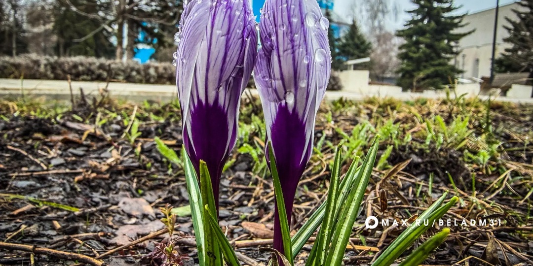 Доброе утро, Белгород