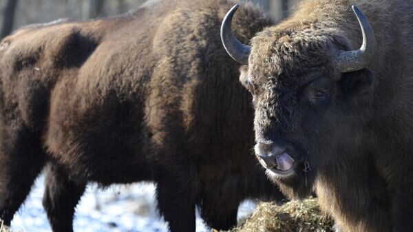    © Sputnik / Татьяна Федоренко