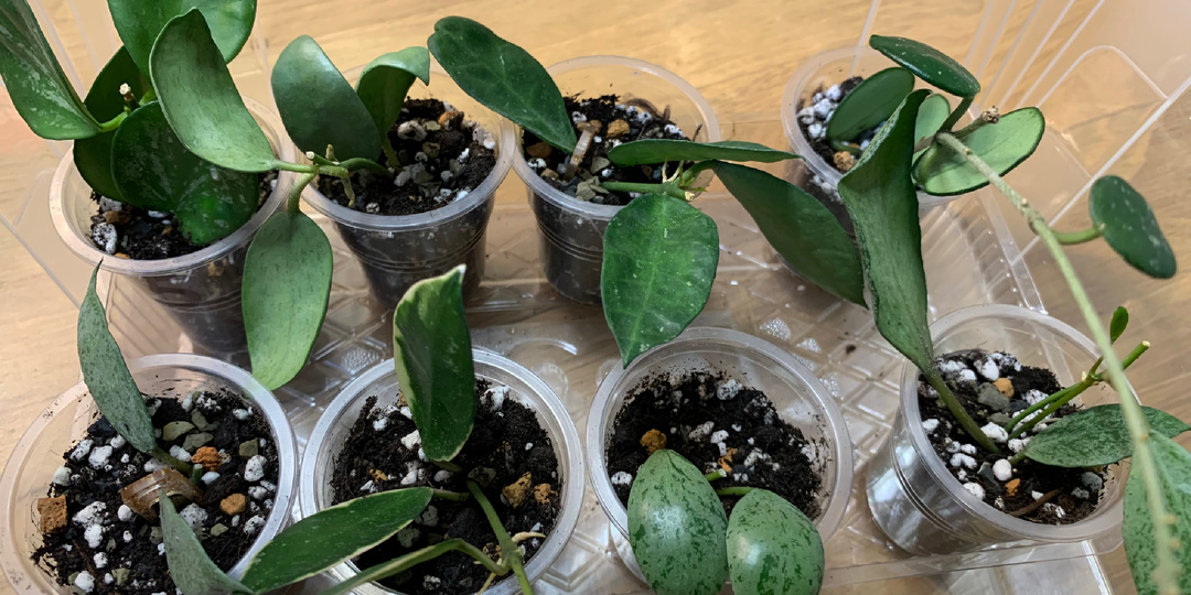 Укоренение хой в грунте: пошаговый опыт и советы для успешного роста