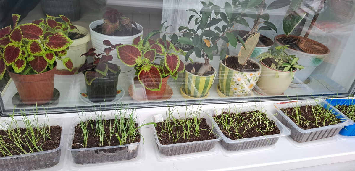 Рассада лука на балконе