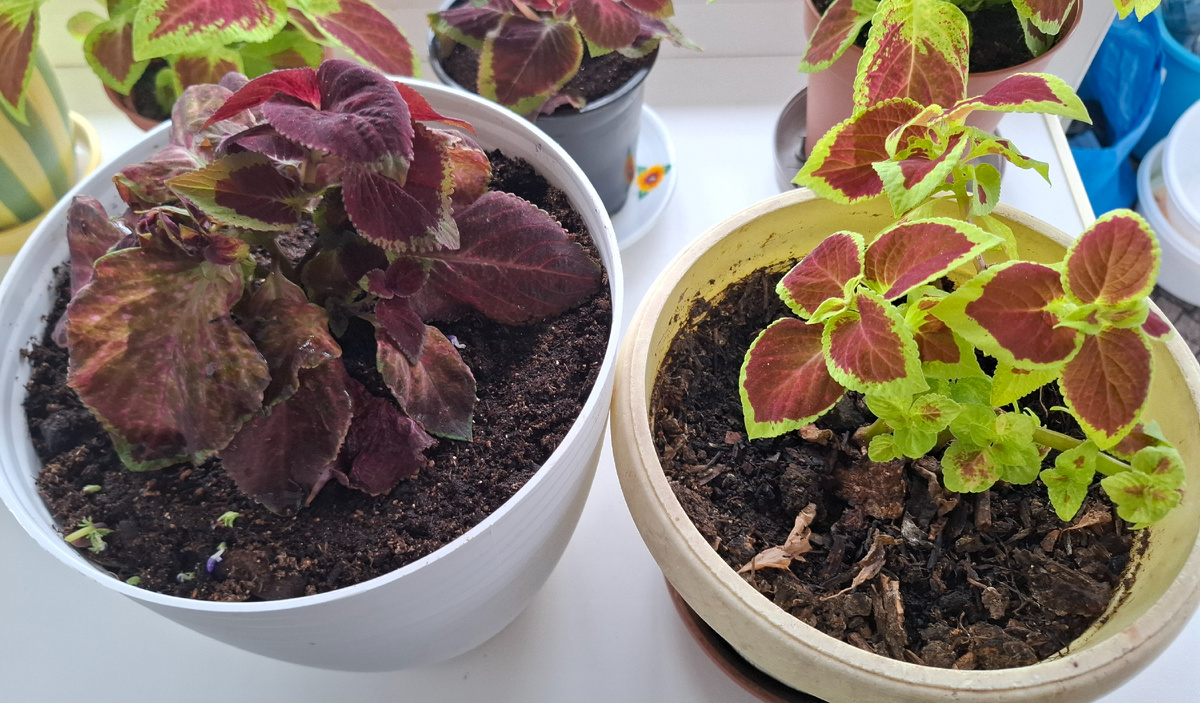 Маточные кустики колеусов. На зеленом появились маленькие листочки на боковых веточках.