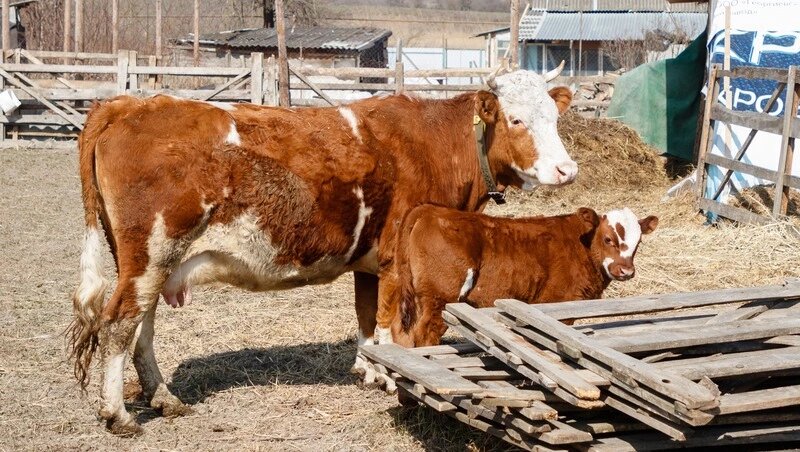      Фото: Дмитрий Ахмадуллин / / ИА «Победа26»