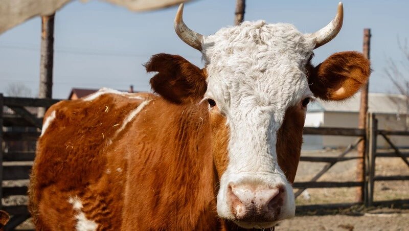    В Ипатовском округе уже появилось более 1,5 тыс. телят Фото: Дмитрий Ахмадуллин / / ИА «Победа26»
