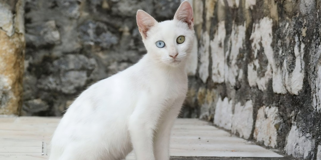 Шесть дней тревоги: потерявшийся кот Белка нашелся