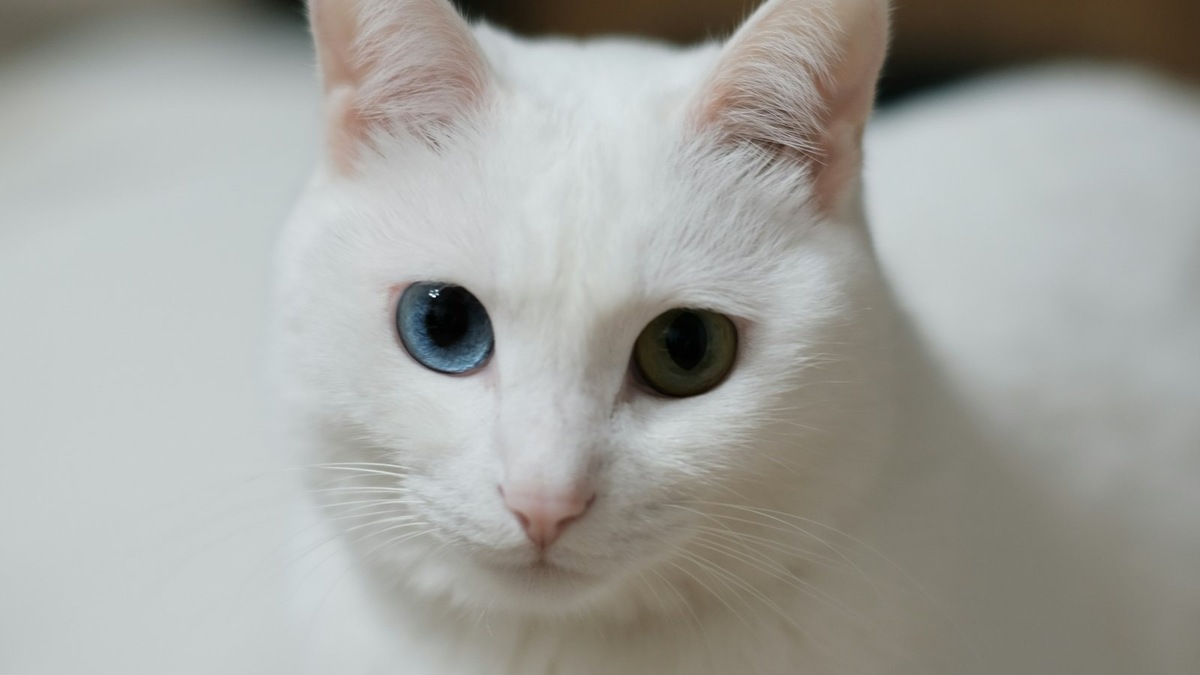    Вокзалы полны укрытий, где испуганное животное может долго оставаться незамеченным. Фото несет иллюстративный характер