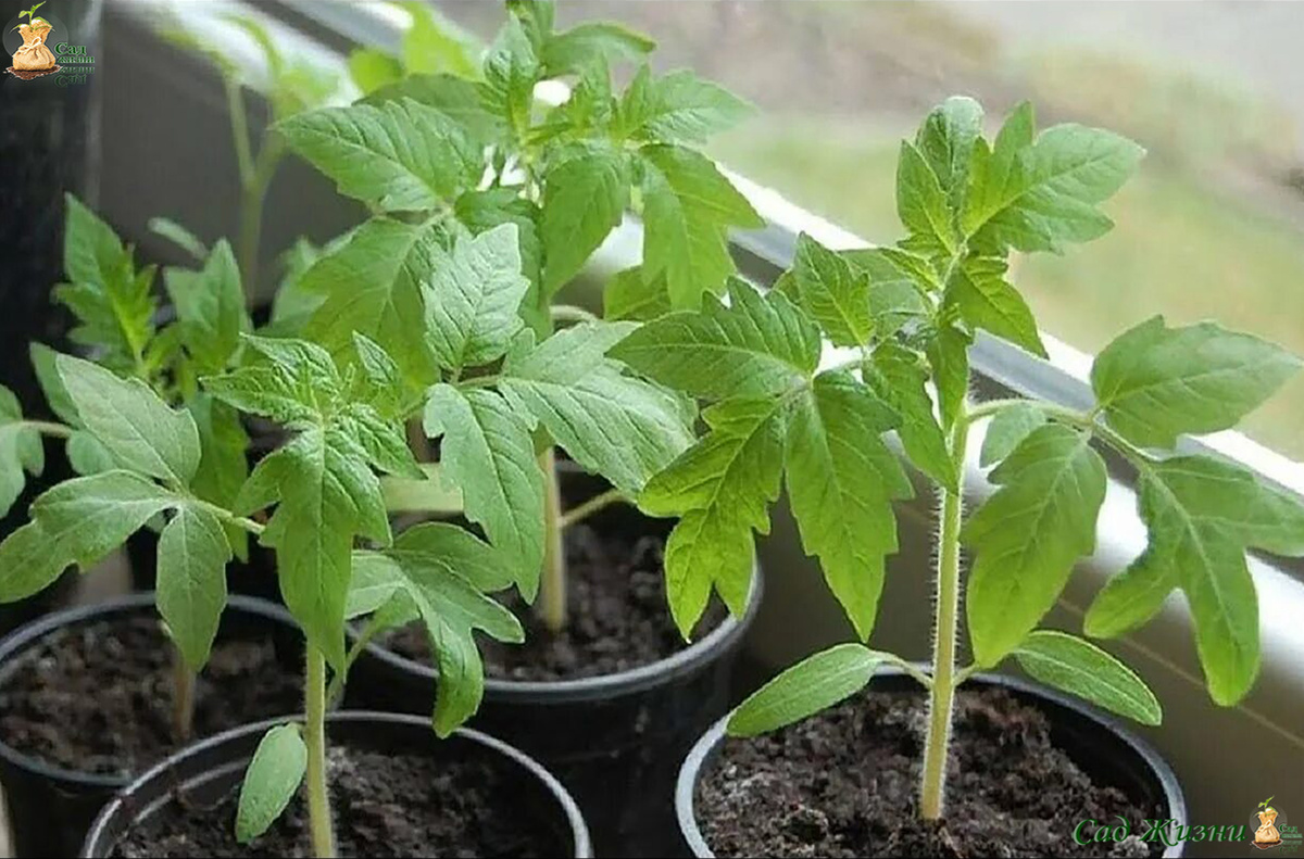 Крепкая рассада — это не всегда сложные схемы, чаще — стабильный уход