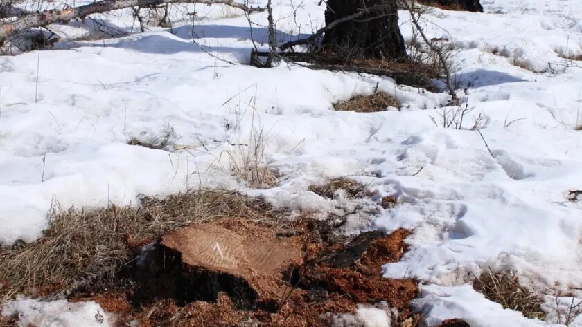    Фото: ГУ МВД по Иркутской области