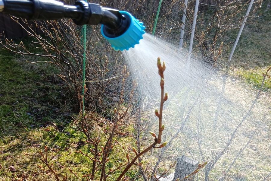 Раствор с дегтярным мылом ложится плотно. Видите, как смачивается ветка? Это залог того, что медь не смоет первым же инеем.