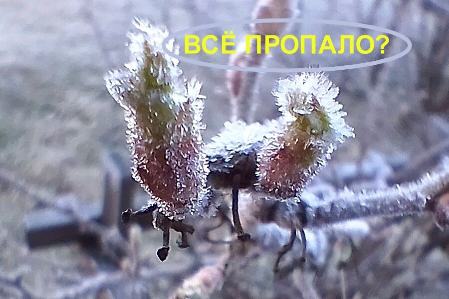 Стадия "зеленого конуса" на смородине: выдержит ли такая почка внезапные -5°C?