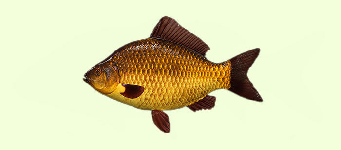 Золотой карась.