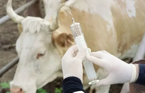 Сибирский скотный двор: почему yничтoжение скота вызвало протесты и вопросы к качеству вакцин