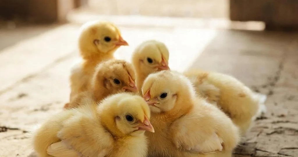 Когда покупать цыплят бройлеров