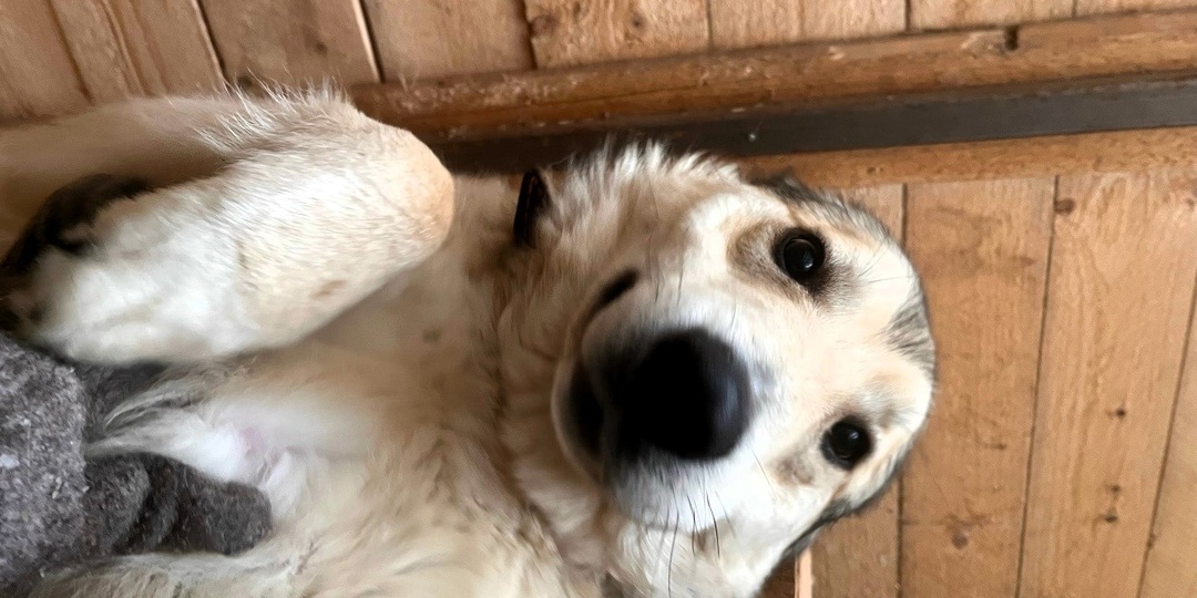 Стремительное развитие этой истории удивило даже опытных волонтеров