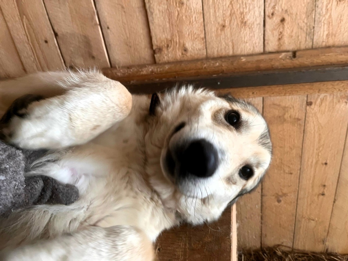 Вот такой милаш. Разве он может лаять на кого-то?