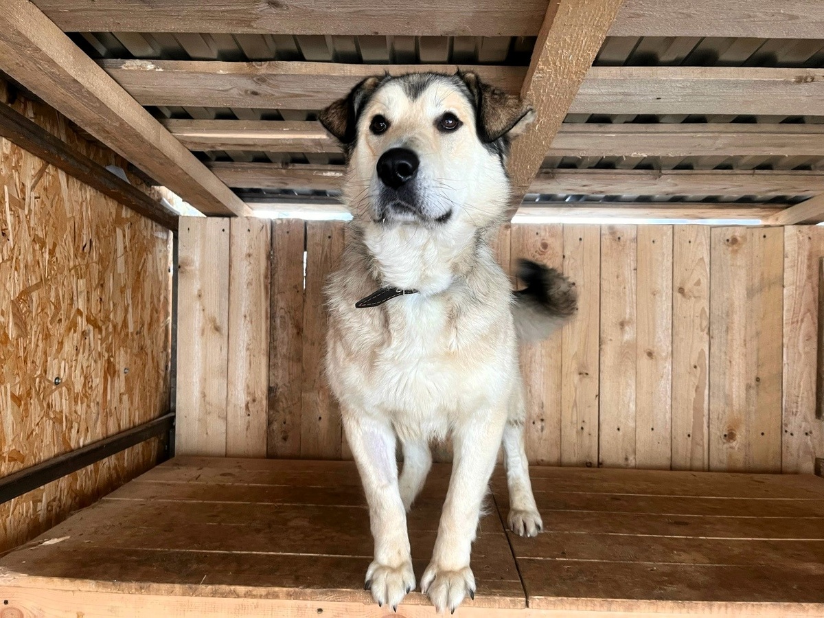 Буран-Буран, вот такое у него загадочное имя))