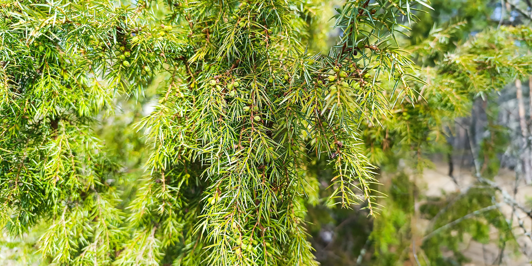 Можжевельник: Северный кипарис Ленинградской области. Рецепты настоек, чая и секреты древесины