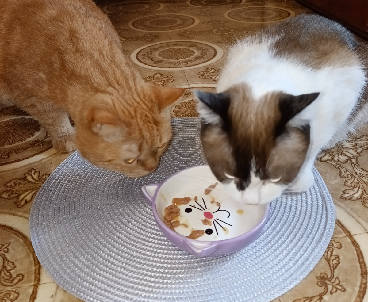 Старенький Марсик не с первого раза успевает.....😺