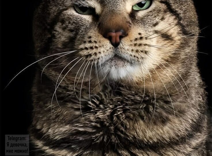 Если ты кот, а на дворе март😸