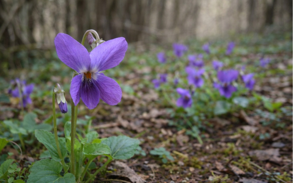  Фиалка лесная. Фото: ChatGPT
