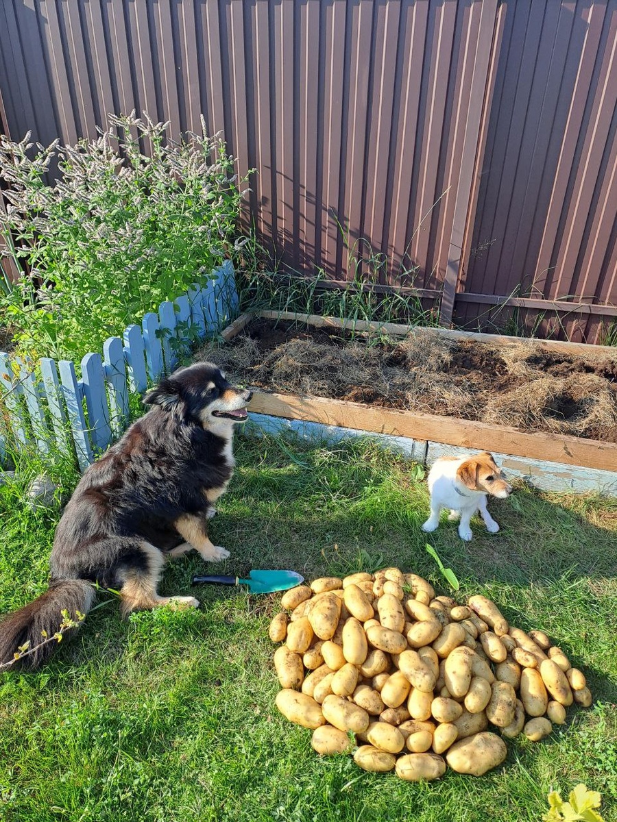 Сорт Королева Анна, выращенный Викторией методами природного земледелия