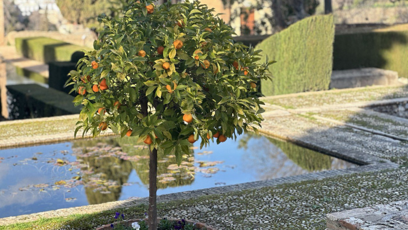    Первый городской канал Калининград