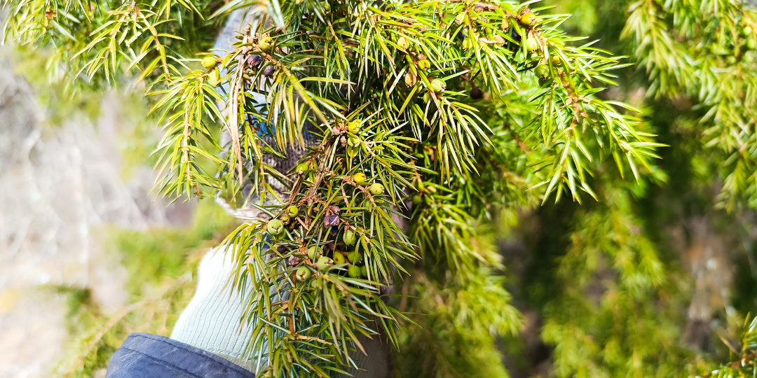 Можжевельник: Хозяин Карельских скал и тайны забытых хуторов Выборгского района